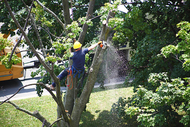 Reliable Minier, IL Tree Removal Services Solutions